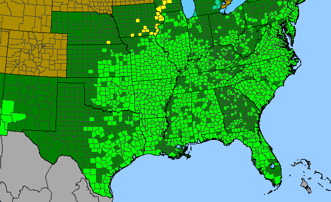 The range of Diodia teres